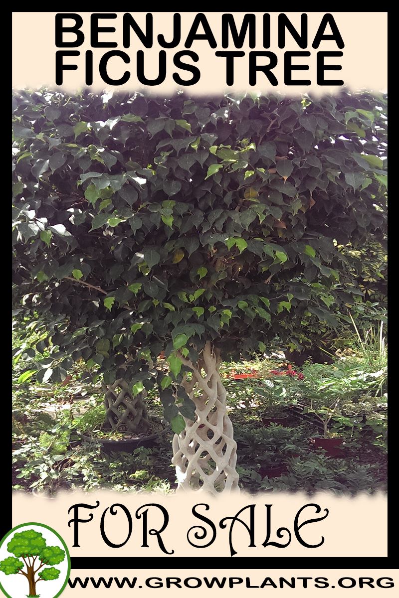 Benjamina ficus tree for sale