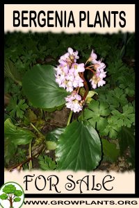 Bergenia plants for Sale: Pre-Purchase & Growing Guide Bergenia plants for sale