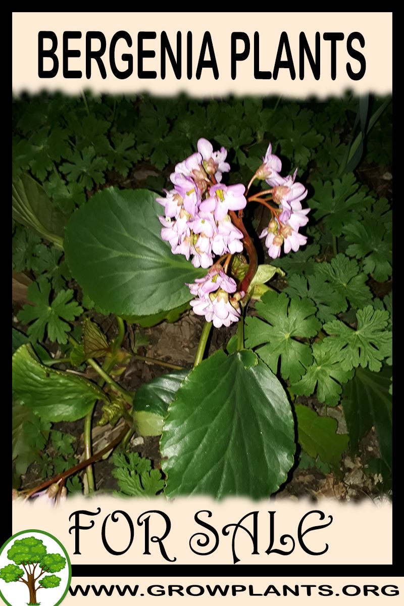 Bergenia plants for sale