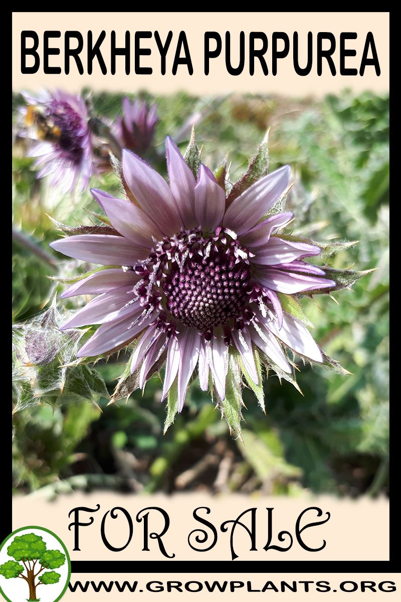 Berkheya purpurea for sale