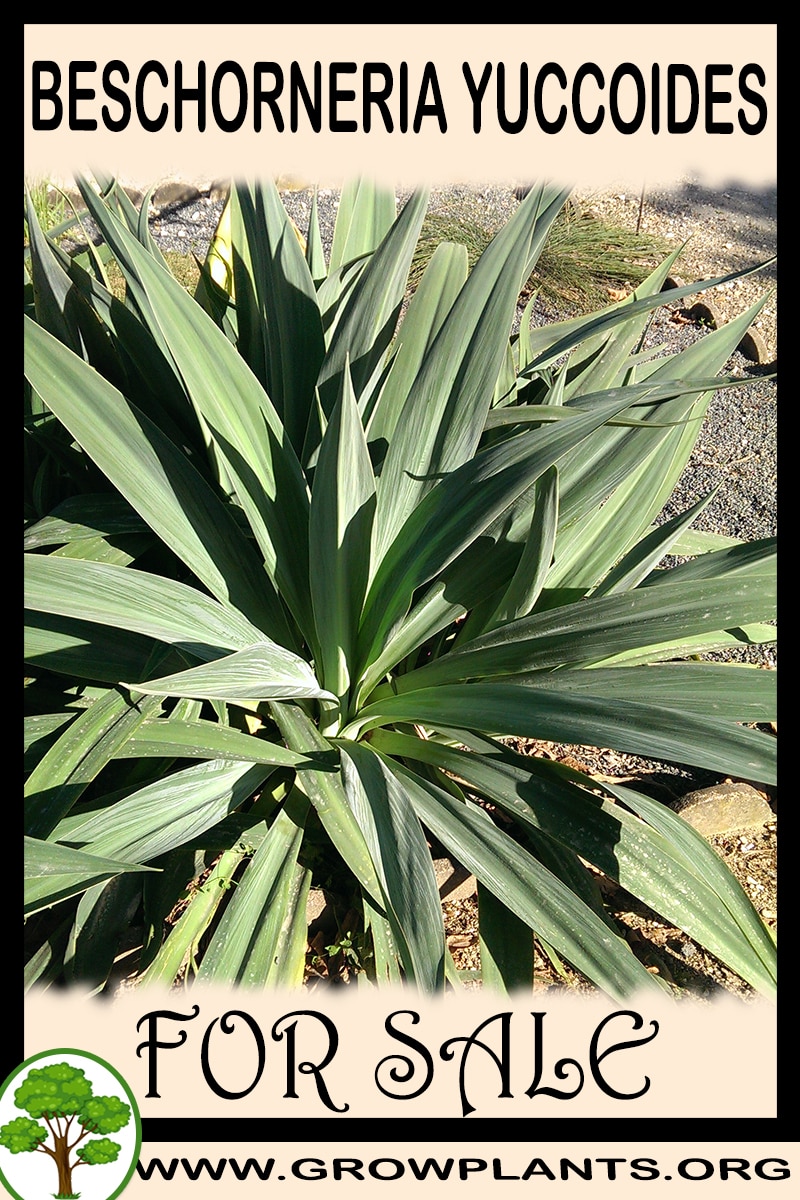 Beschorneria yuccoides for sale