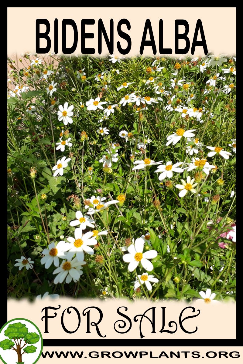 Bidens alba for sale