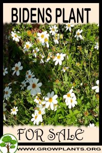Bidens for sale