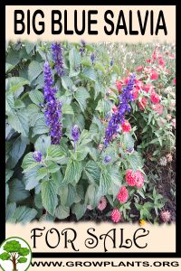 Big Blue Salvia for sale