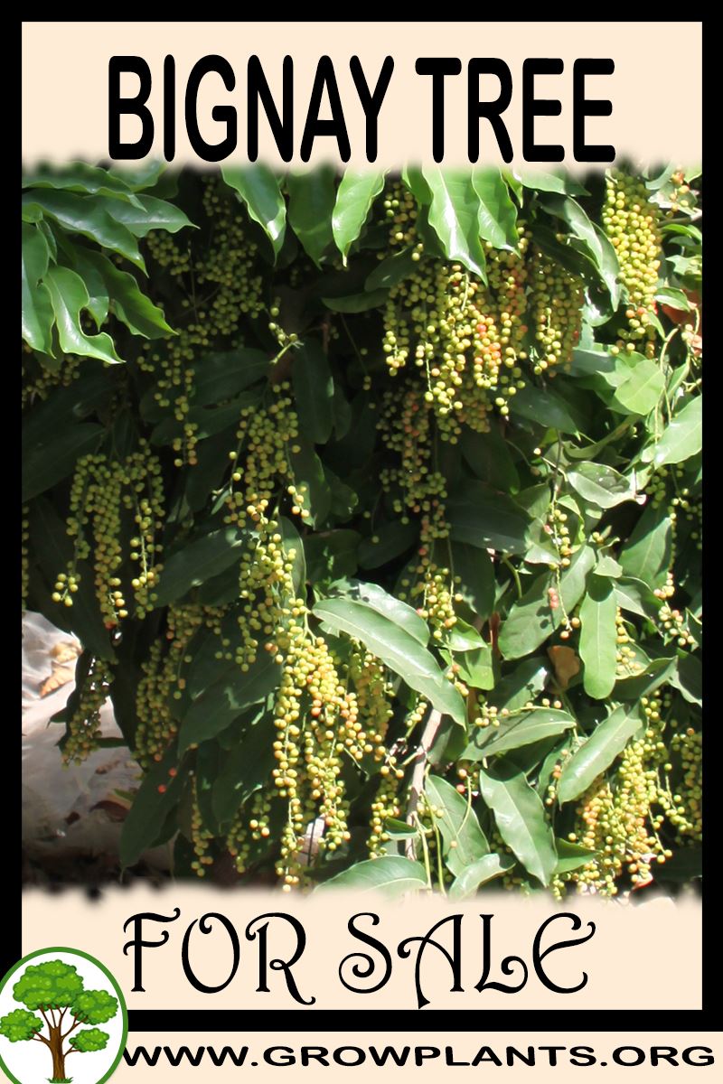 Bignay tree for sale