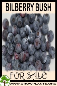 Bilberry bush for Sale: Pre-Purchase & Growing Guide Bilberry bush for sale