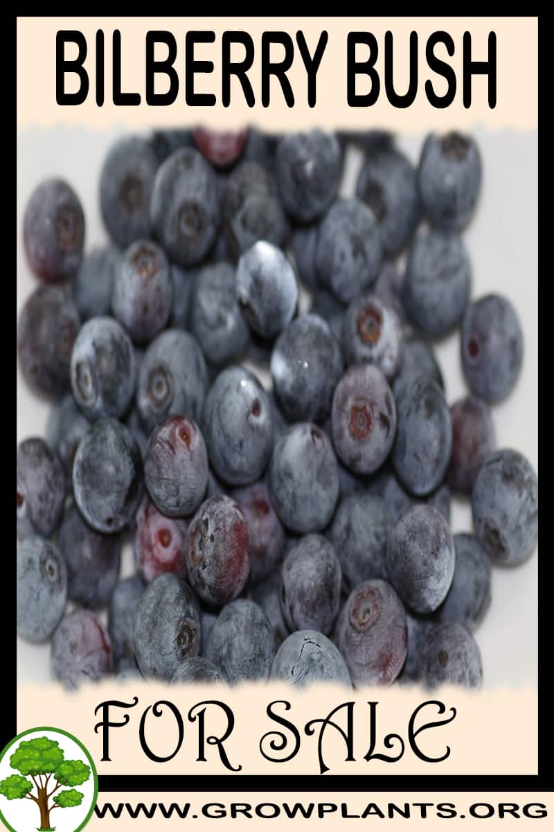Bilberry bush for sale