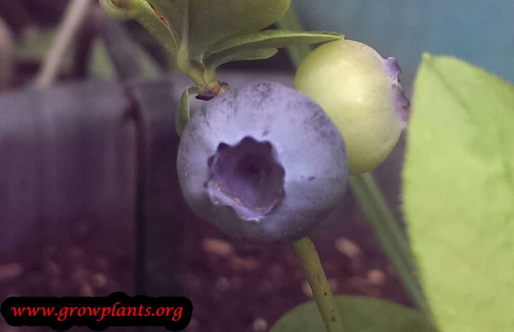 Bilberry plants for sale