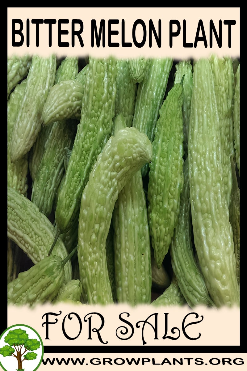 Bitter melon plant for sale