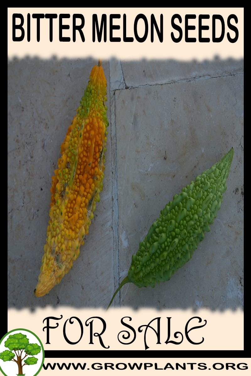 Bitter melon seeds for sale
