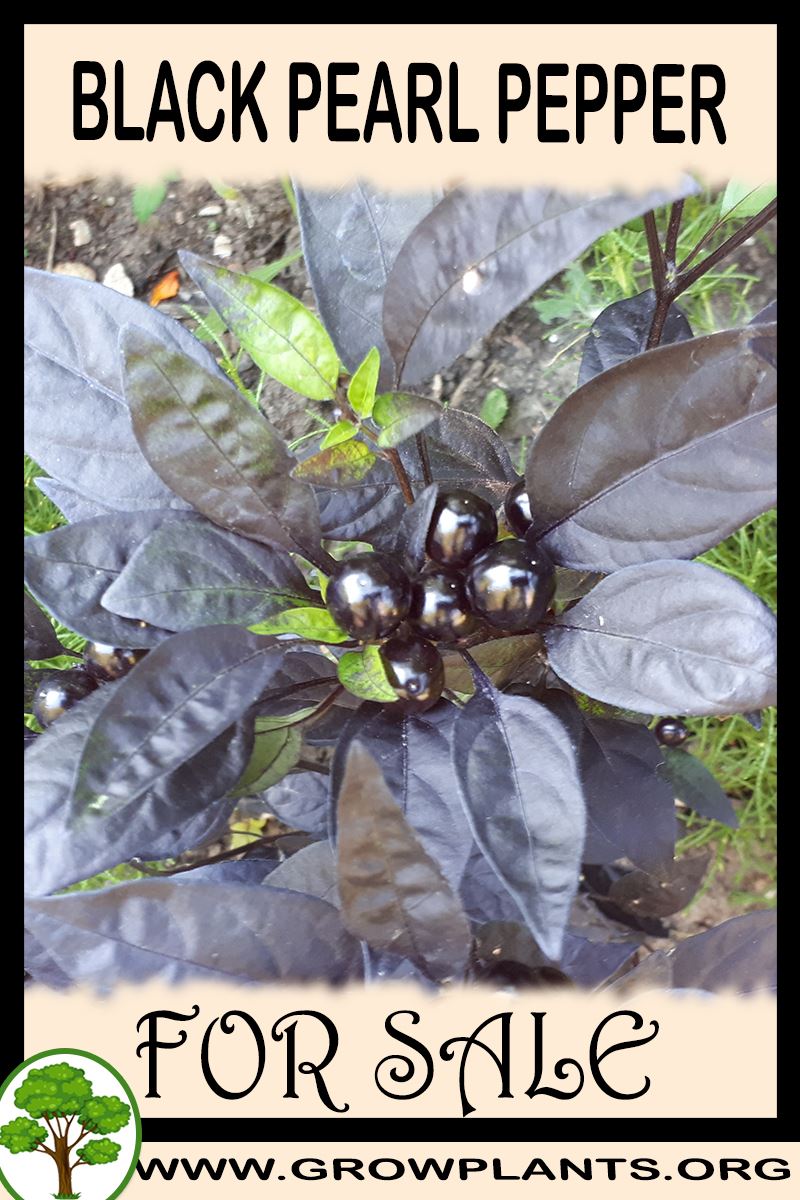 Black Pearl pepper for sale