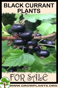 Black currant plants for Sale: Pre-Purchase & Growing Guide Black currant plants for sale
