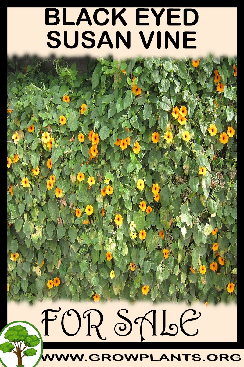 Black eyed susan vine plants for sale