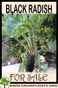 Black radish for Sale: Pre-Purchase & Growing Guide Black radish for sale