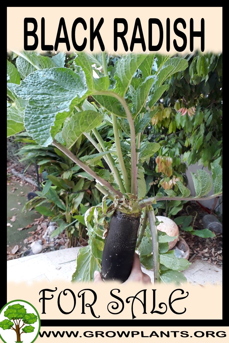 Black radish for sale