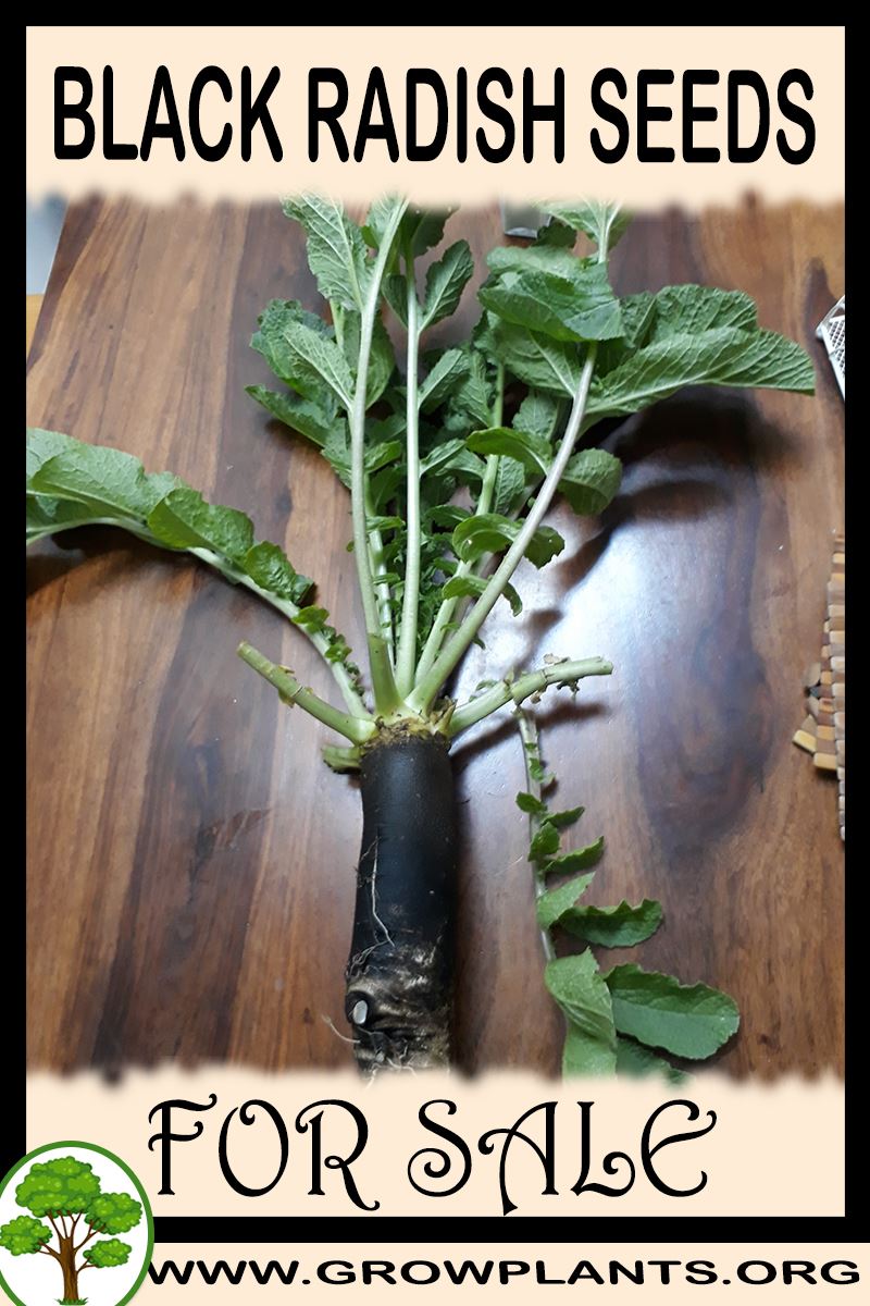Black radish seeds for sale