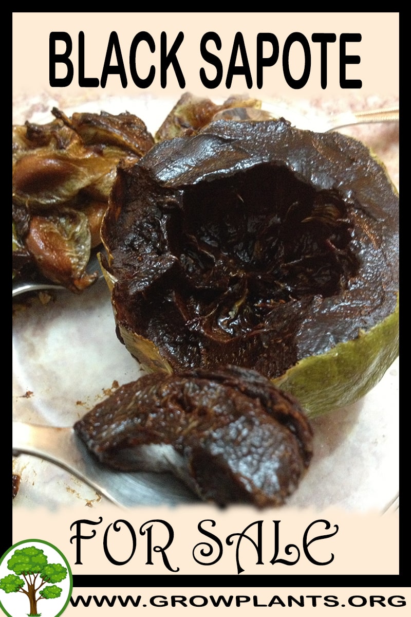 Black sapote for sale
