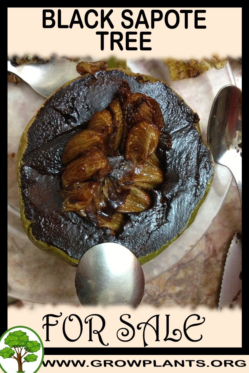 Black sapote tree for sale