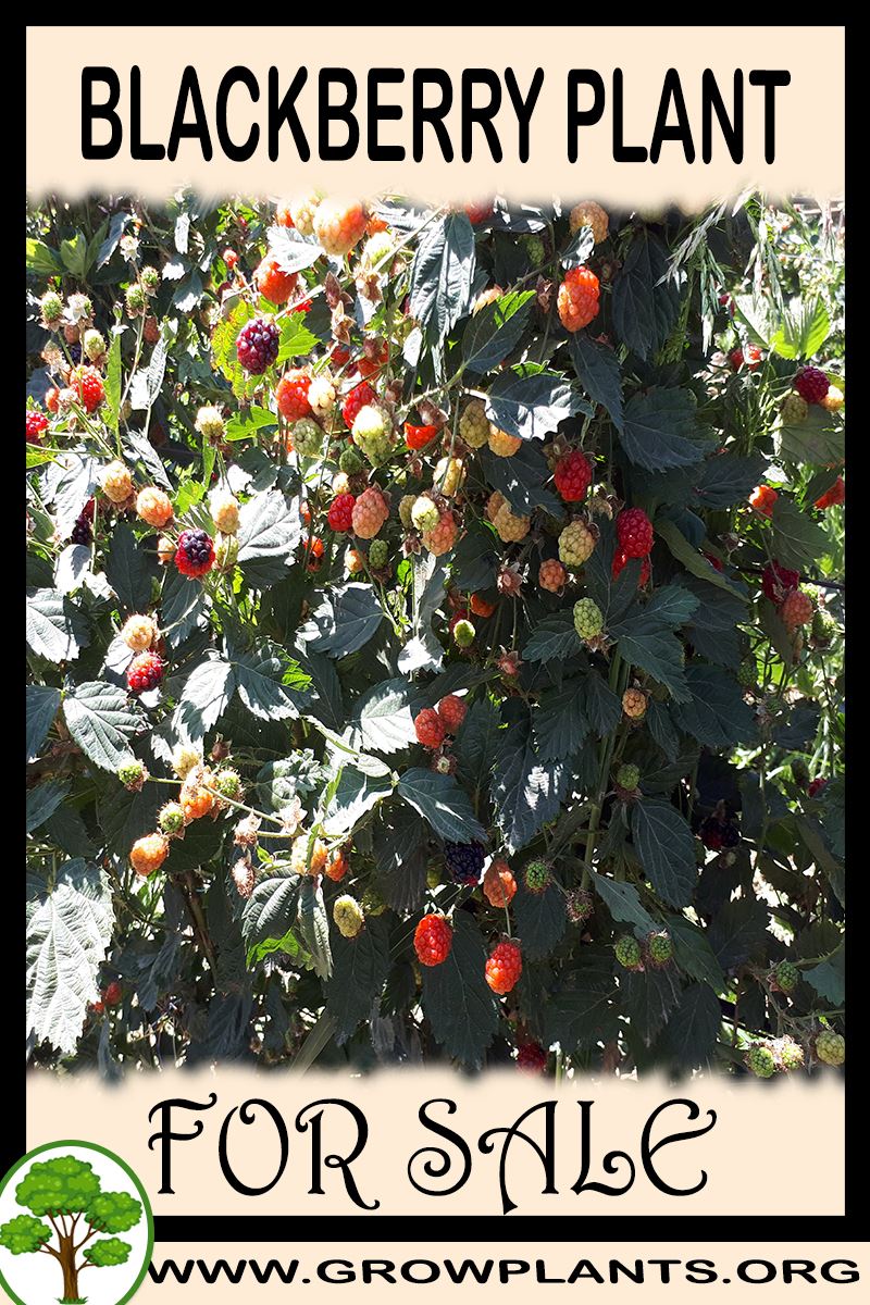 Blackberry plant for sale
