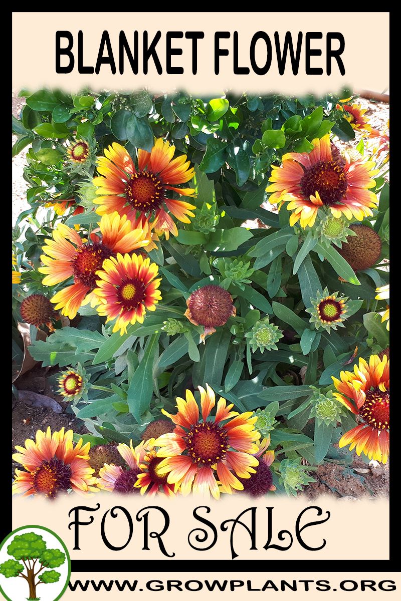 Blanket flower for sale