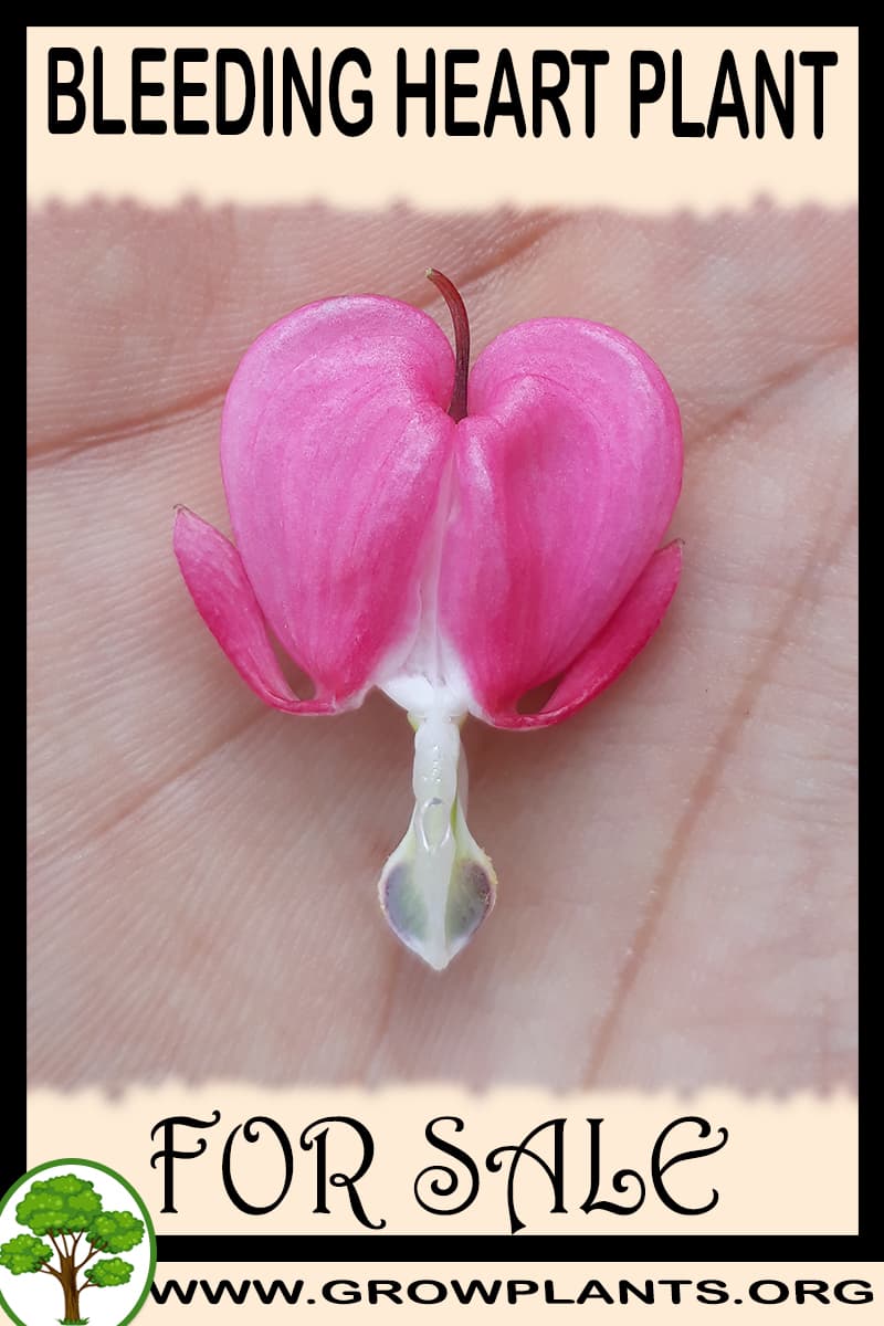 Bleeding heart plant for sale