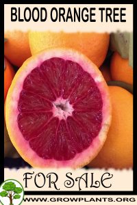 Blood orange tree for Sale: Pre-Purchase & Growing Guide Blood orange tree for sale