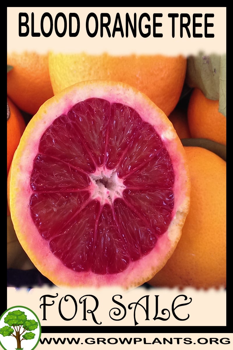 Blood orange tree for sale