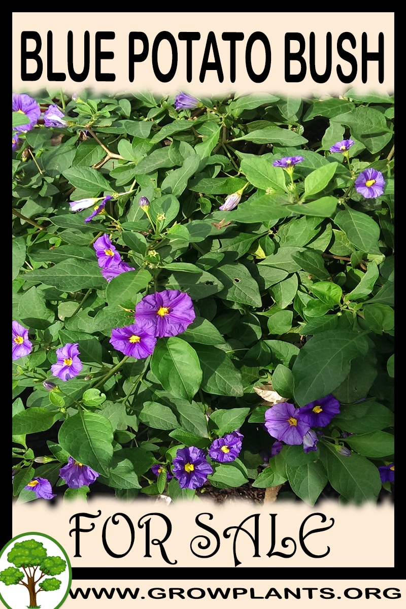 Blue potato bush for sale