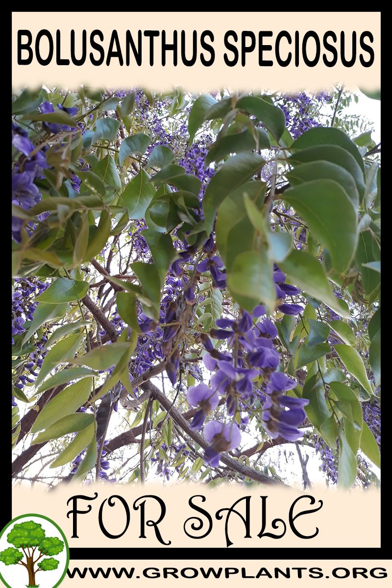 Bolusanthus speciosus for sale