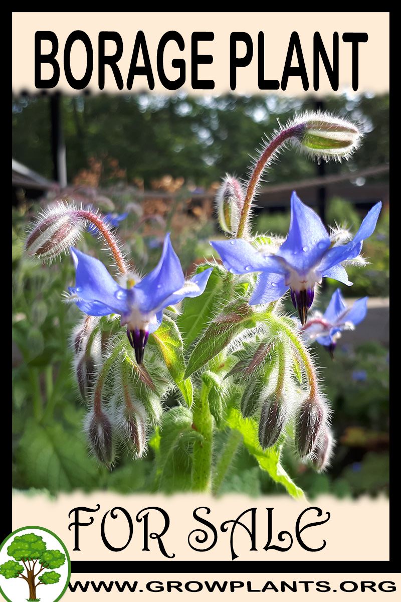 Borage plant for sale
