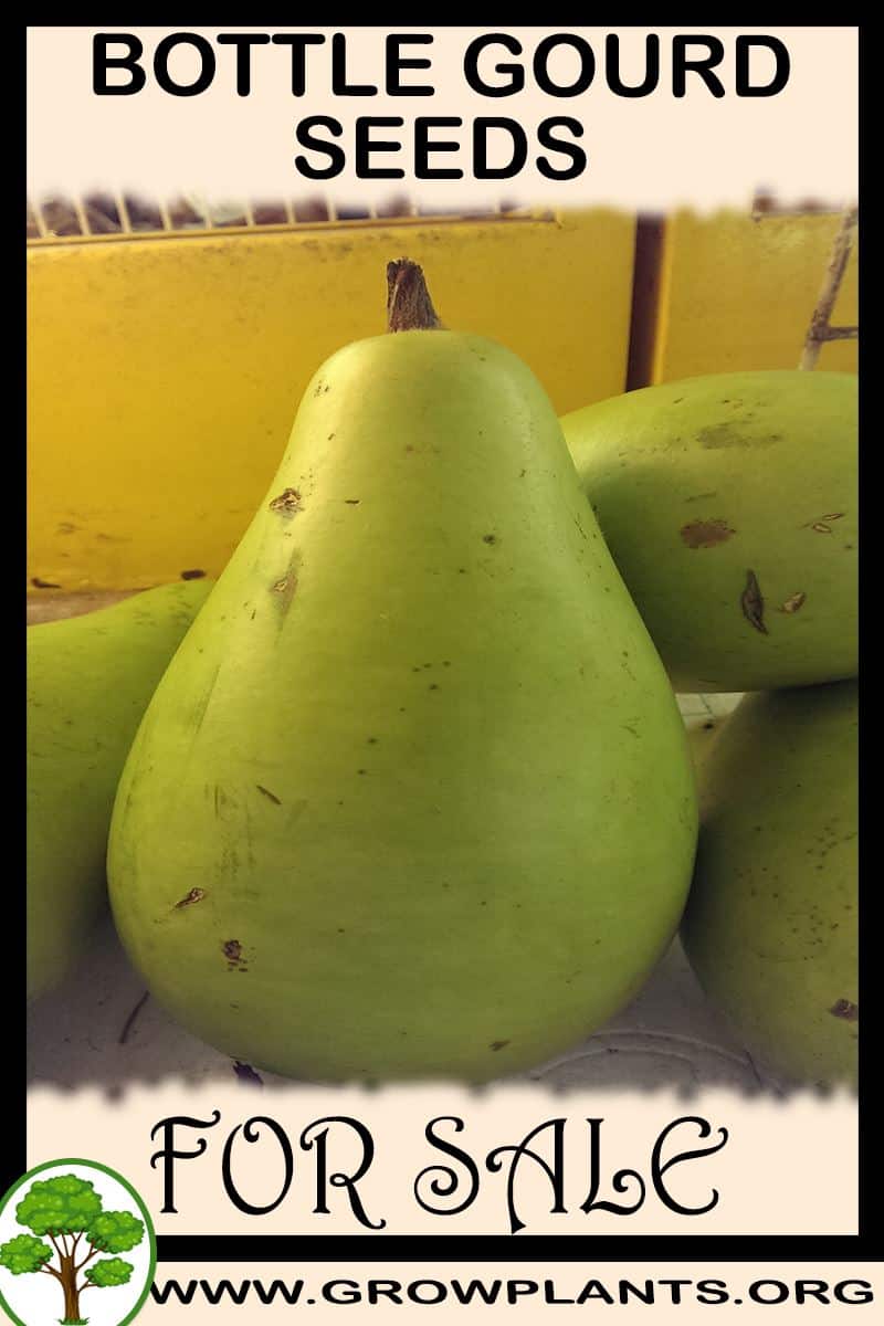 Bottle gourd seeds for sale