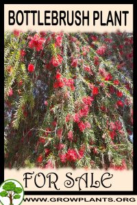 Bottlebrush plant for sale