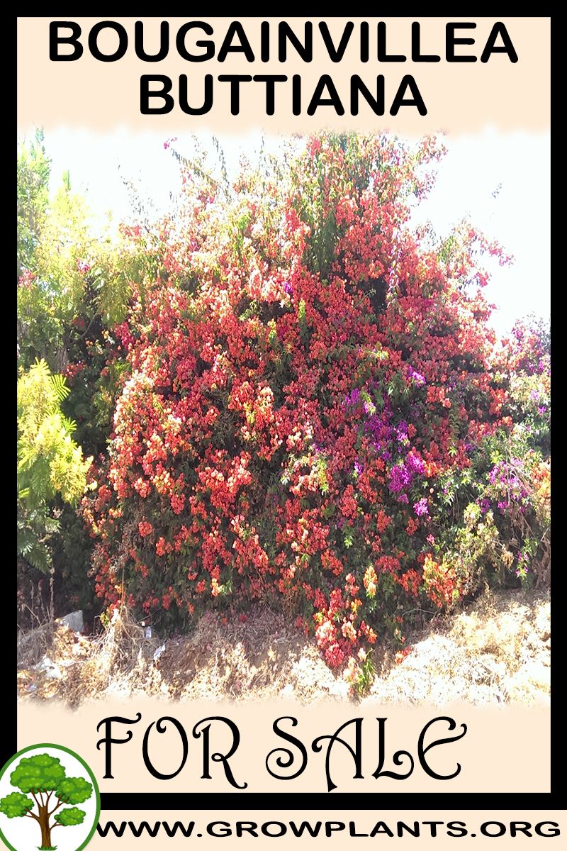 Bougainvillea buttiana for sale