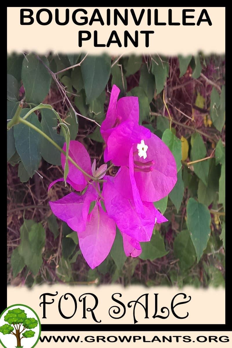 Bougainvillea for sale