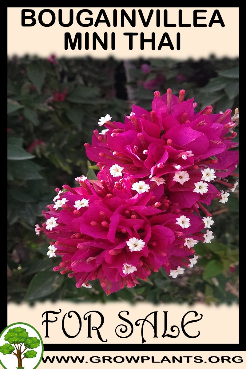 Bougainvillea mini thai for sale