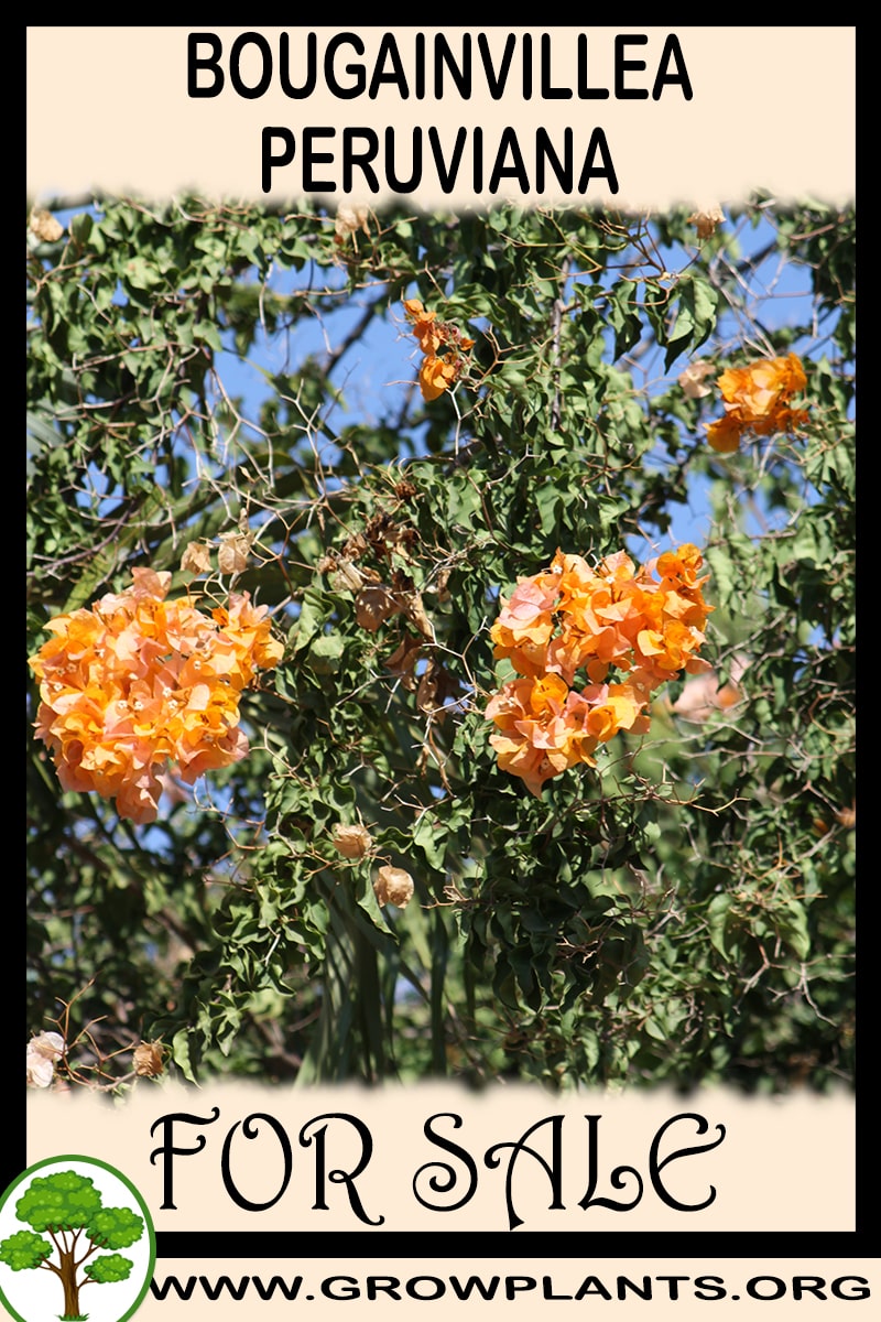 Bougainvillea peruviana for sale
