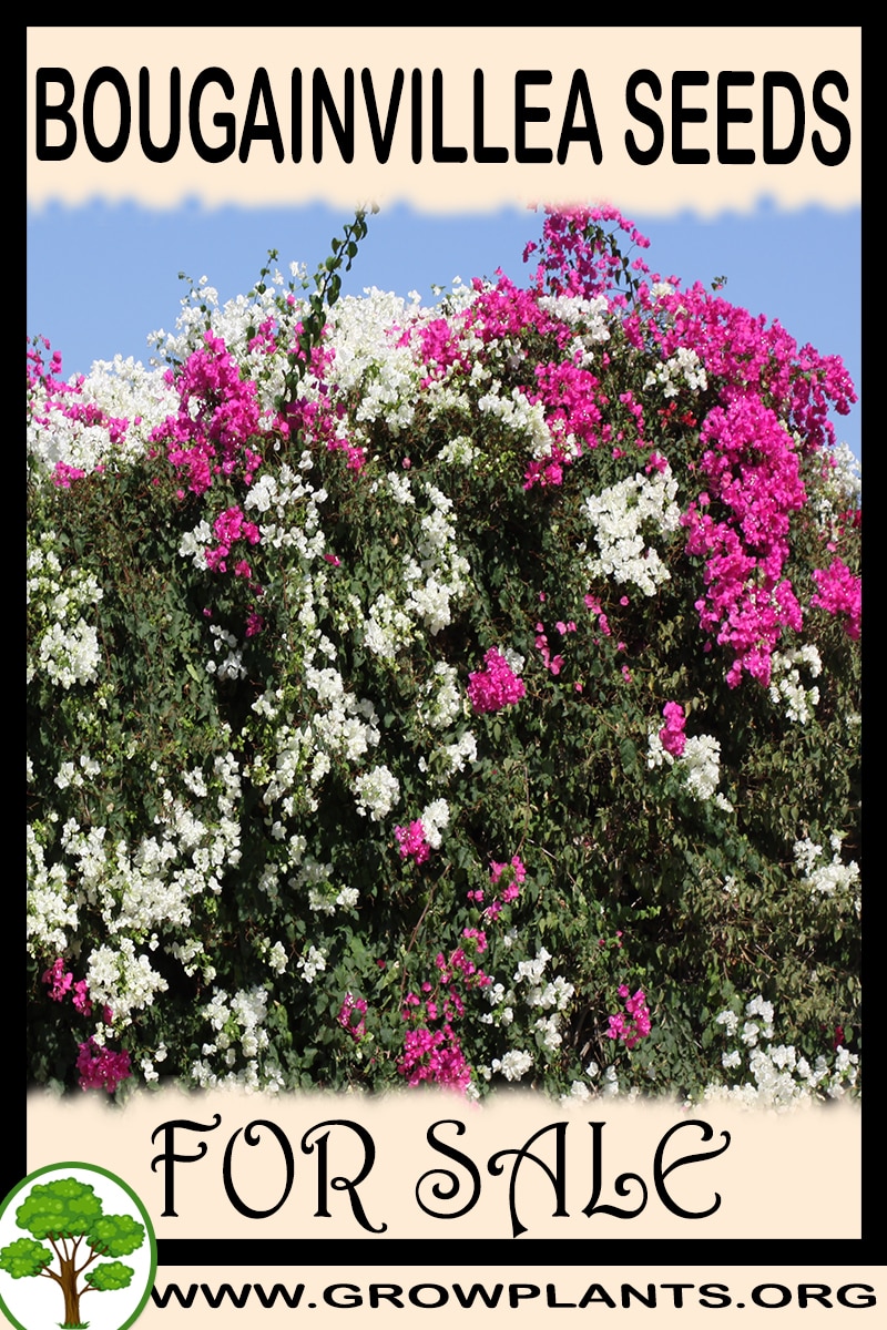 Bougainvillea seeds for sale