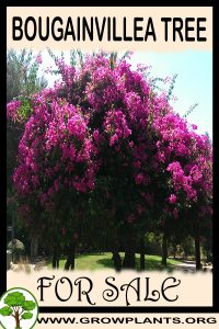 Bougainvillea tree for Sale: Pre-Purchase & Growing Guide Bougainvillea tree for sale