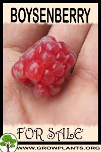 Boysenberry for Sale: Pre-Purchase & Growing Guide Boysenberry for sale