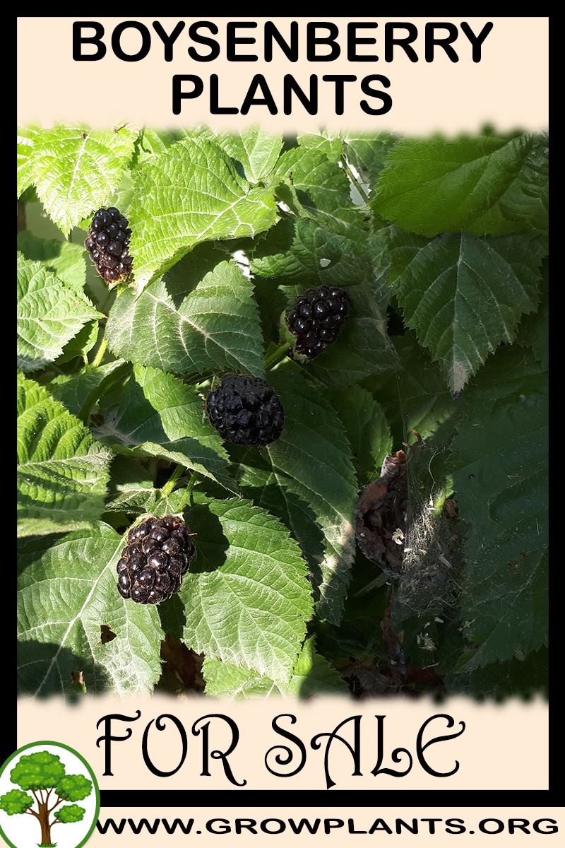 Boysenberry plants for sale