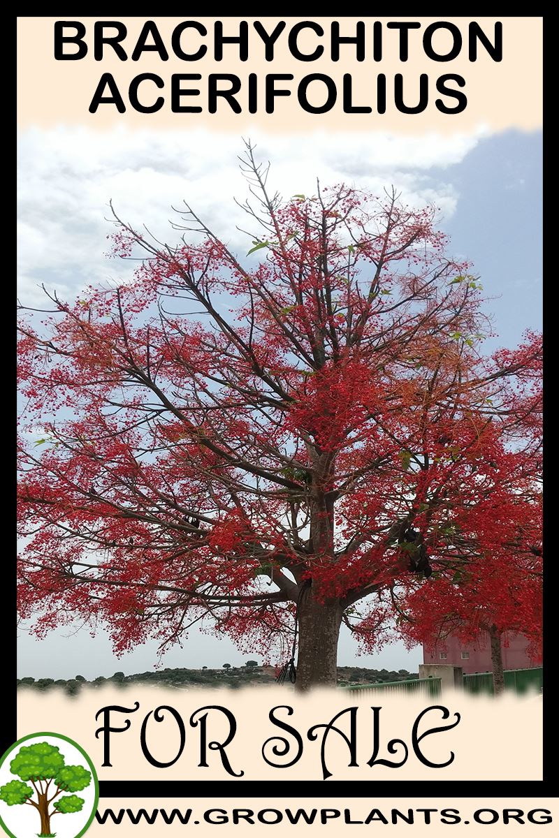 Brachychiton acerifolius for sale