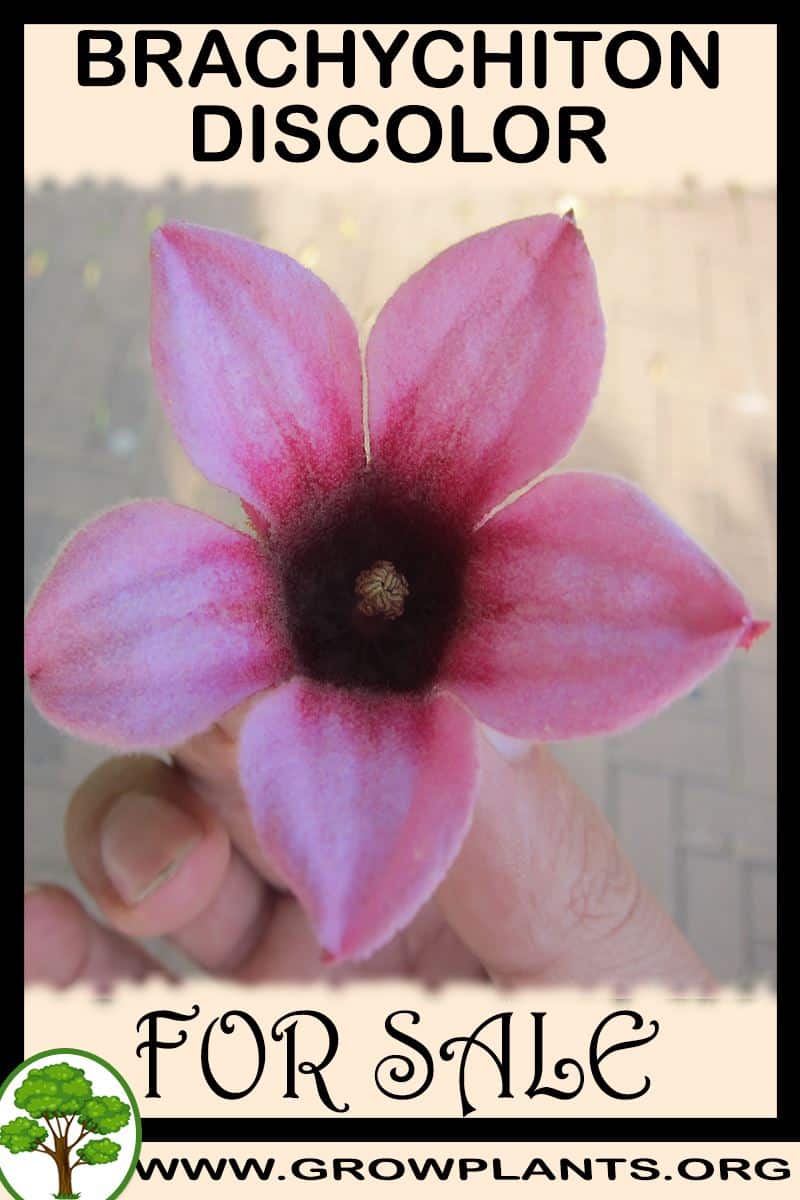 Brachyglottis for sale
