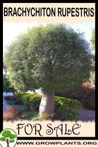 Brachychiton rupestris for sale