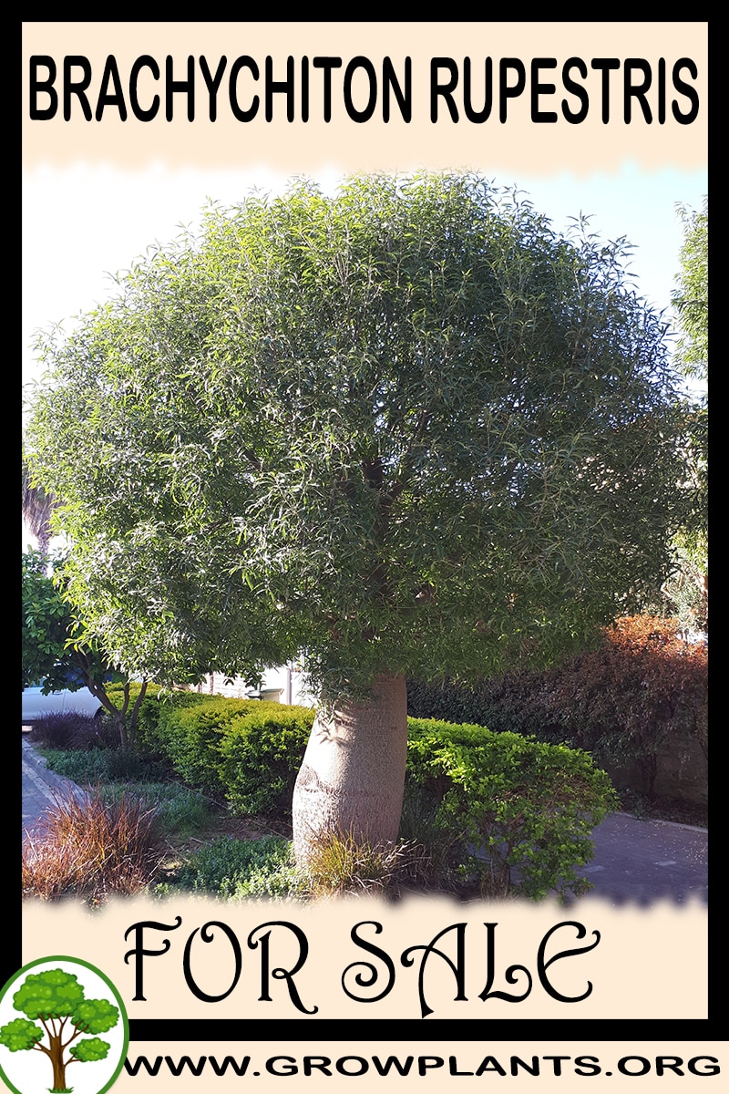 Brachychiton rupestris for sale