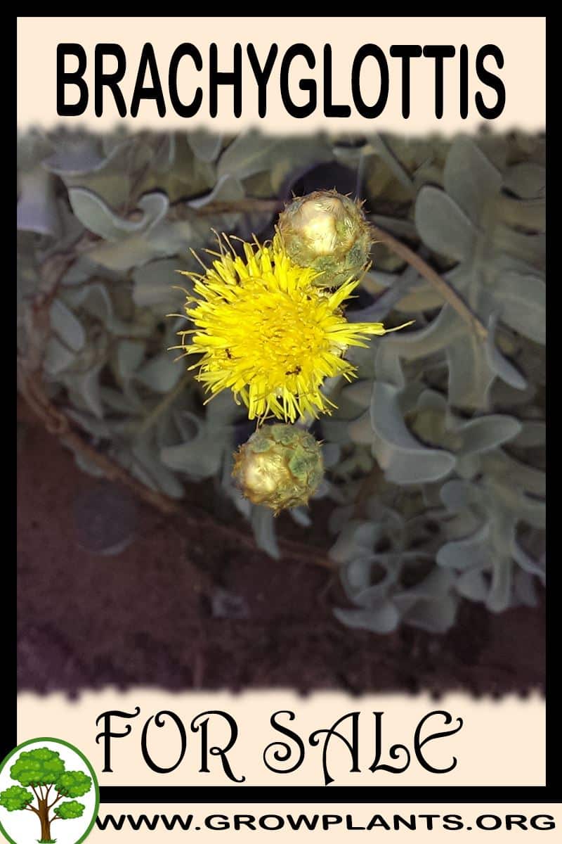 Brachyglottis for sale