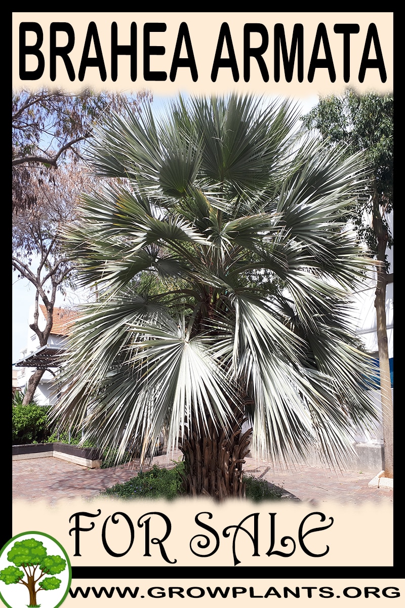 Brahea armata for sale