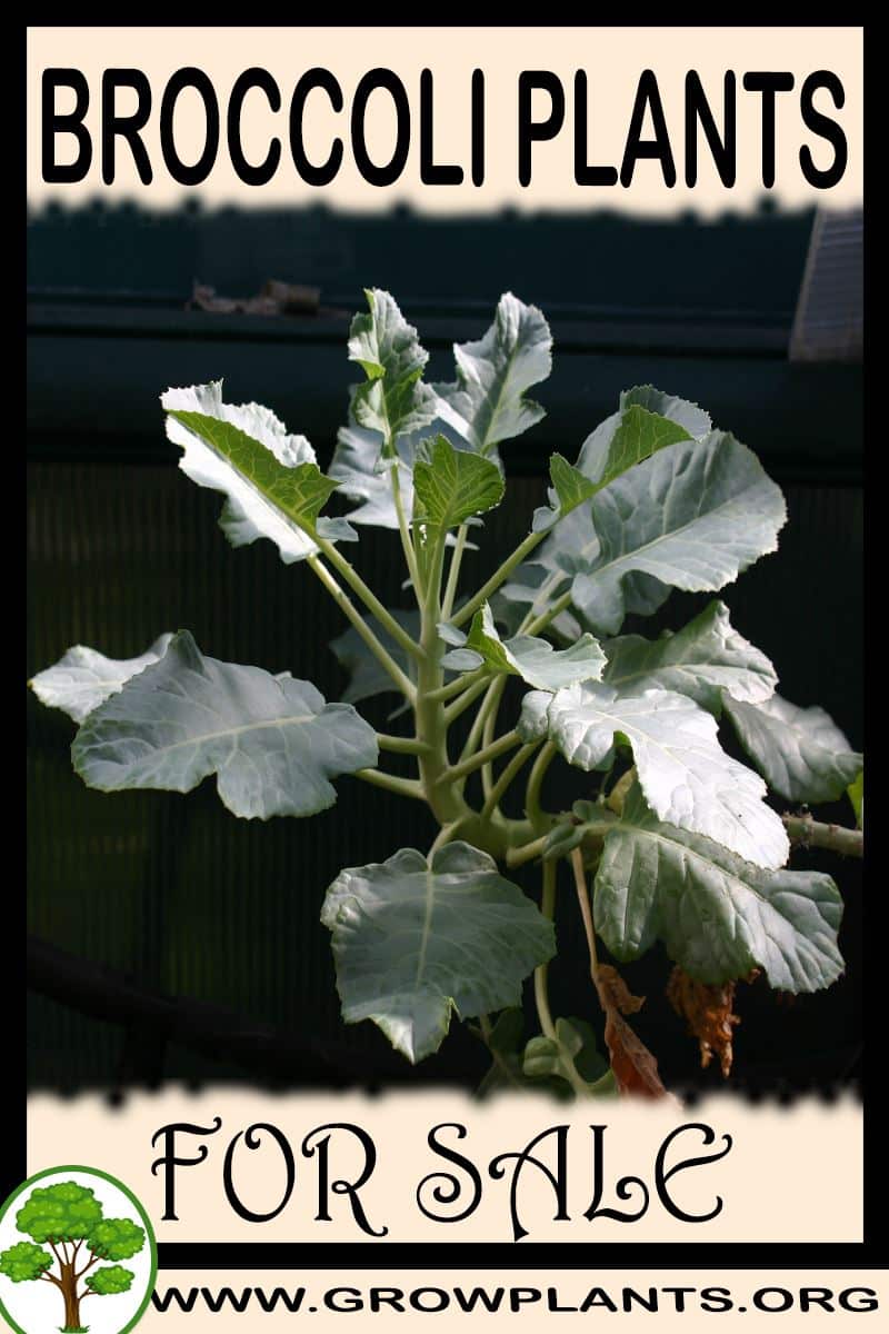 Broccoli plants for sale