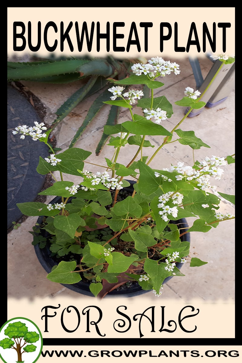 Buckwheat plant for sale