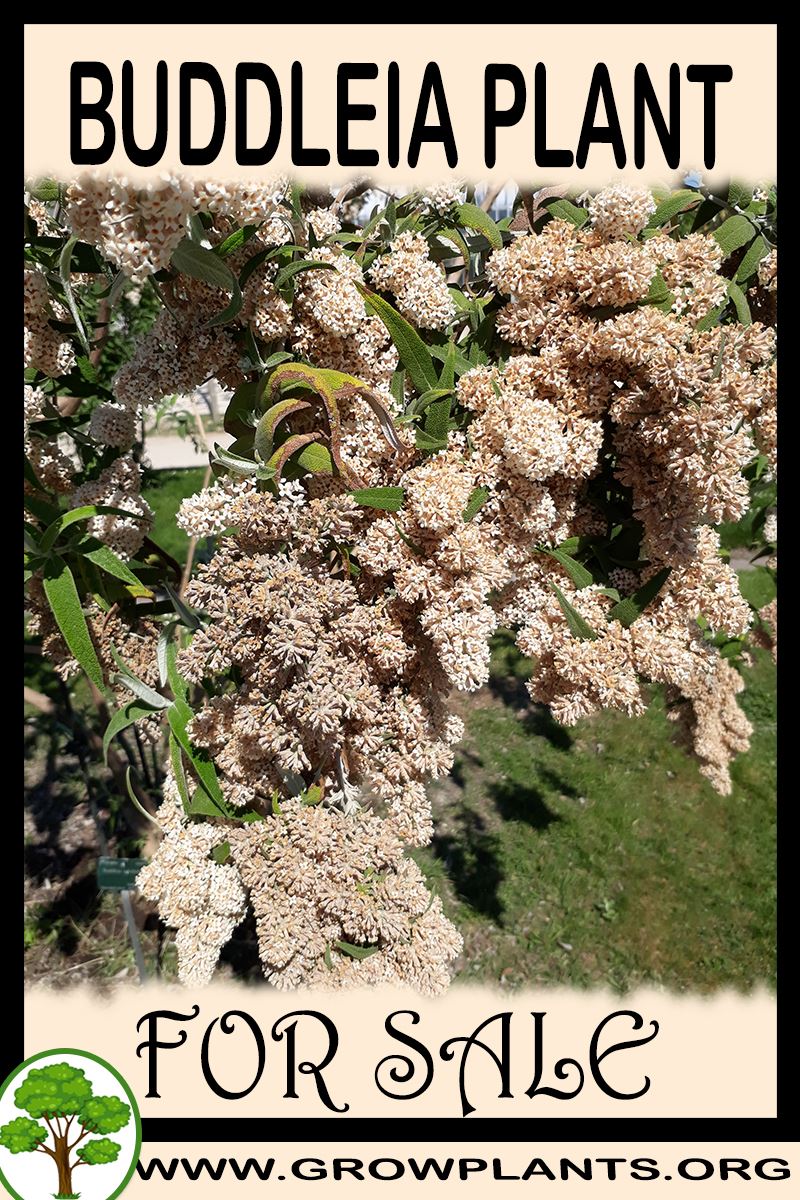 Buddleia plant for sale