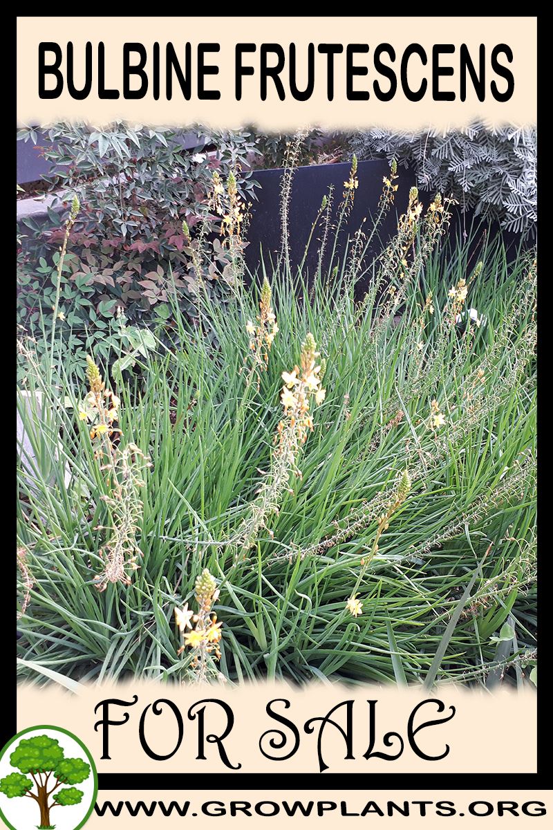 Bulbine frutescens for sale